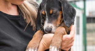 Adoção de animais deve ser feita com responsabilidade