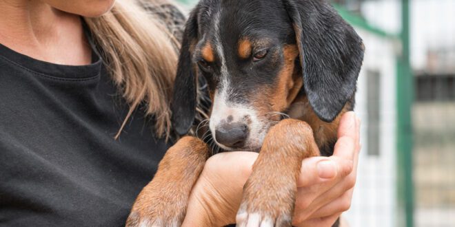 Adoção de animais deve ser feita com responsabilidade