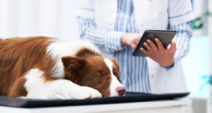 Será que cães podem convulsionar?