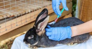 Método de teste de vacinas e medicamentos injetáveis sem uso de animais é divulgado