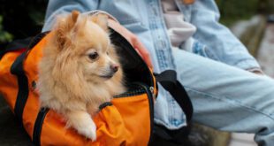 Período de férias de final de ano colabora com infecções parasitárias em pets