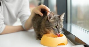 Água no sache auxilia na saúde e hidratação do seu gato