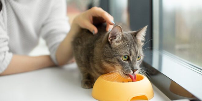 Água no sache auxilia na saúde e hidratação do seu gato