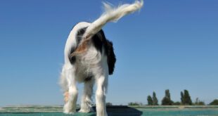 Especialista explica comportamento dos cães ao abanar a cauda