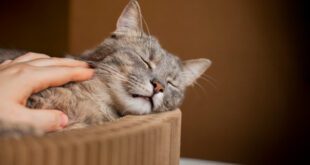 Cuidados específicos com os gatos podem prolongar a sua vida