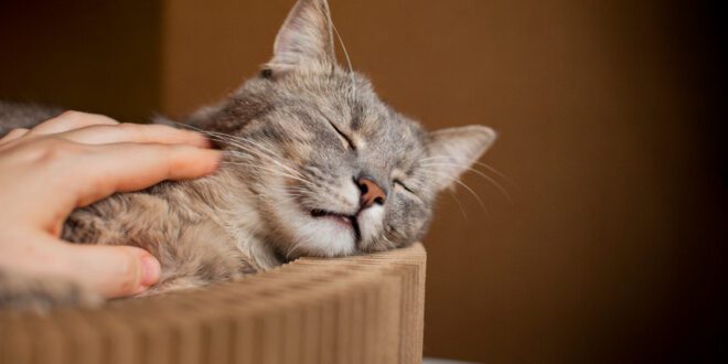 Cuidados específicos com os gatos podem prolongar a sua vida