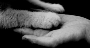 Cinzas de pets poderão ser sepultadas com seus tutores em Milão