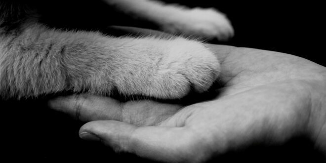 Cinzas de pets poderão ser sepultadas com seus tutores em Milão