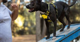 Adestrador profissional destaca raças de cães mais fáceis de treinar