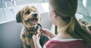 Hill’s Pet Nutrition lança Oral Care, promovendo saúde bucal em cães e gatos