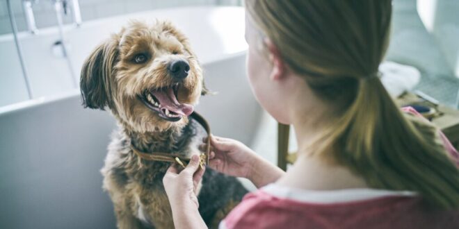 Hill’s Pet Nutrition lança Oral Care, promovendo saúde bucal em cães e gatos