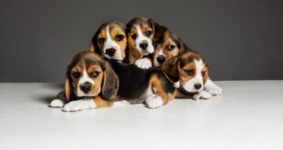 Projeto de lei discute regras para reprodução e comercialização de cães e gatos 