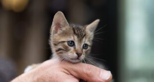 Miados de filhotes de gatos podem indicar fome, frio