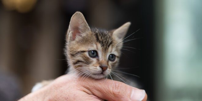Miados de filhotes de gatos podem indicar fome, frio