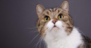 Castração pode mudar o comportamento do seu gato