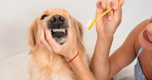 Veterinária explica a importância de escovar o dente do seu pet