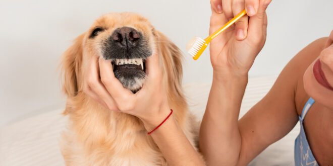 Veterinária explica a importância de escovar o dente do seu pet
