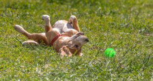 Veterinária destaca mudanças no comportamento dos cães após castração