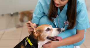 Falta de materialidade invalida denúncias contra médicos-veterinários no Rio de Janeiro