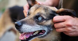 Sinais ajudam a identificar se seu cão pode estar ficando cego