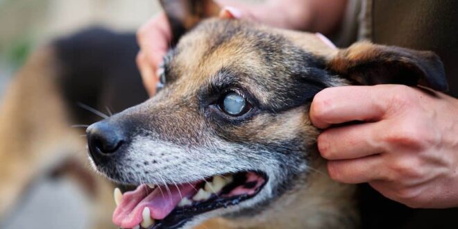 Sinais ajudam a identificar se seu cão pode estar ficando cego