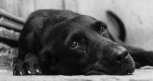 Veterinária explica algumas atitudes que são consideradas maus-tratos animais