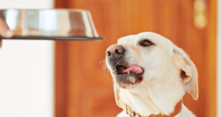 Nutrição de cães e gatos exige respeito às necessidades