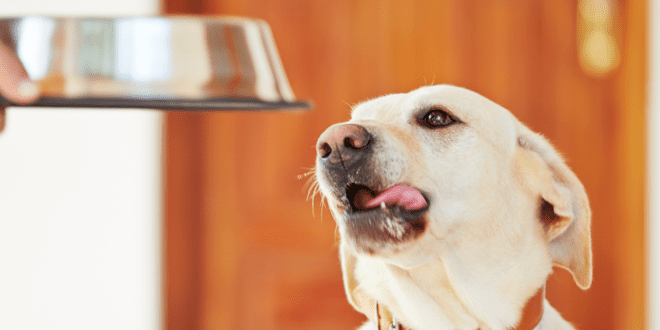 Nutrição de cães e gatos exige respeito às necessidades