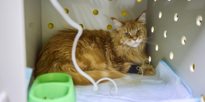 Veterinários destacam desafios no tratamento de pacientes