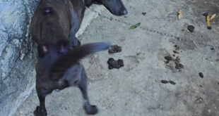 Delegacia de Proteção ao Meio Ambiente e Prefeitura de Vitória resgatam cães em situação de maus-tratos em Vitória