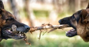 Comportamento agressivo em animais reflete estratégias