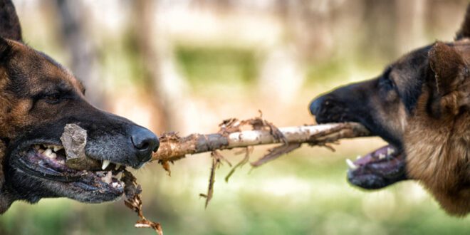 Comportamento agressivo em animais reflete estratégias