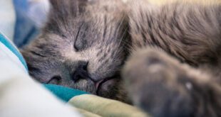 Veterinária dá dicas para melhorar o sono do seu gato