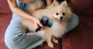 Saber como desembaraçar nó do seu cão pode facilitar nos cuidados diários