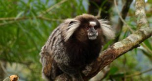 Morte por raiva humana alerta para os riscos de interação com saguis