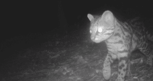 Goodyear e Onçafari divulgam resultados do monitoramento de fauna em Americana/SP