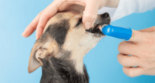 Médica-veterinária destaca os principais cuidados com bucal