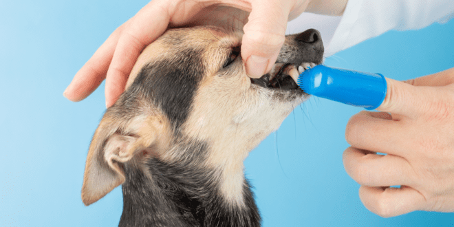 Médica-veterinária destaca os principais cuidados com bucal