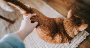 Veterinária explica por que alguns gatos gostam de tapinhas