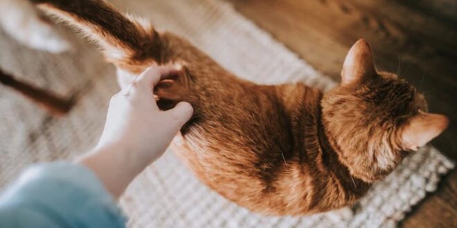 Veterinária explica por que alguns gatos gostam de tapinhas