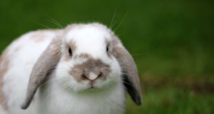 Curiosidades dos coelhos os transformam em pets apaixonantes
