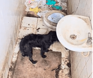 Delegacia de Proteção ao Meio Ambiente e Prefeitura de Serra resgatam 21 animais em situação de maus-tratos