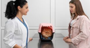 Como escolher a melhor clínica para meu gato?
