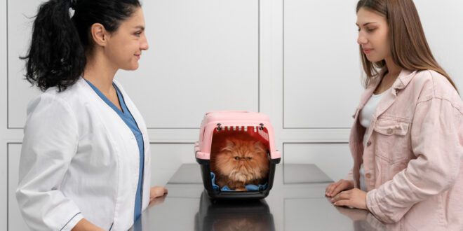 Como escolher a melhor clínica para meu gato?
