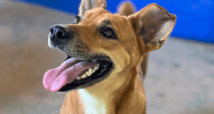 Seama vai lançar segundo ciclo do Programa Estadual de Bem-Estar Animal, o Pet Vida