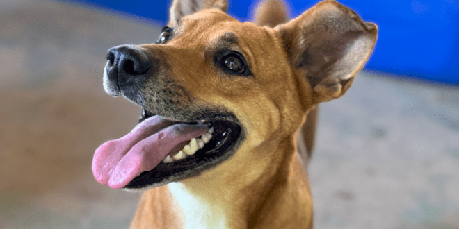Seama vai lançar segundo ciclo do Programa Estadual de Bem-Estar Animal, o Pet Vida