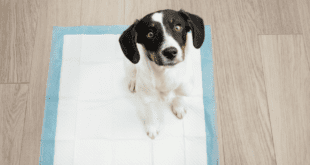 Infecções urinárias de pets podem evoluir para problemas graves se não tratadas corretamente
