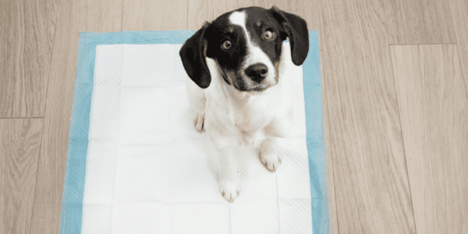 Infecções urinárias de pets podem evoluir para problemas graves se não tratadas corretamente