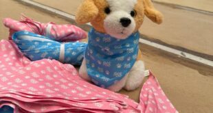 Internos do sistema prisional confeccionam bandanas pets