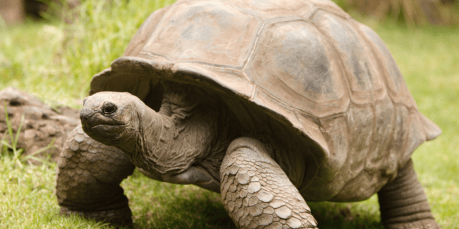 Piramidismo em jabutis está relacionado a nutrição do animal